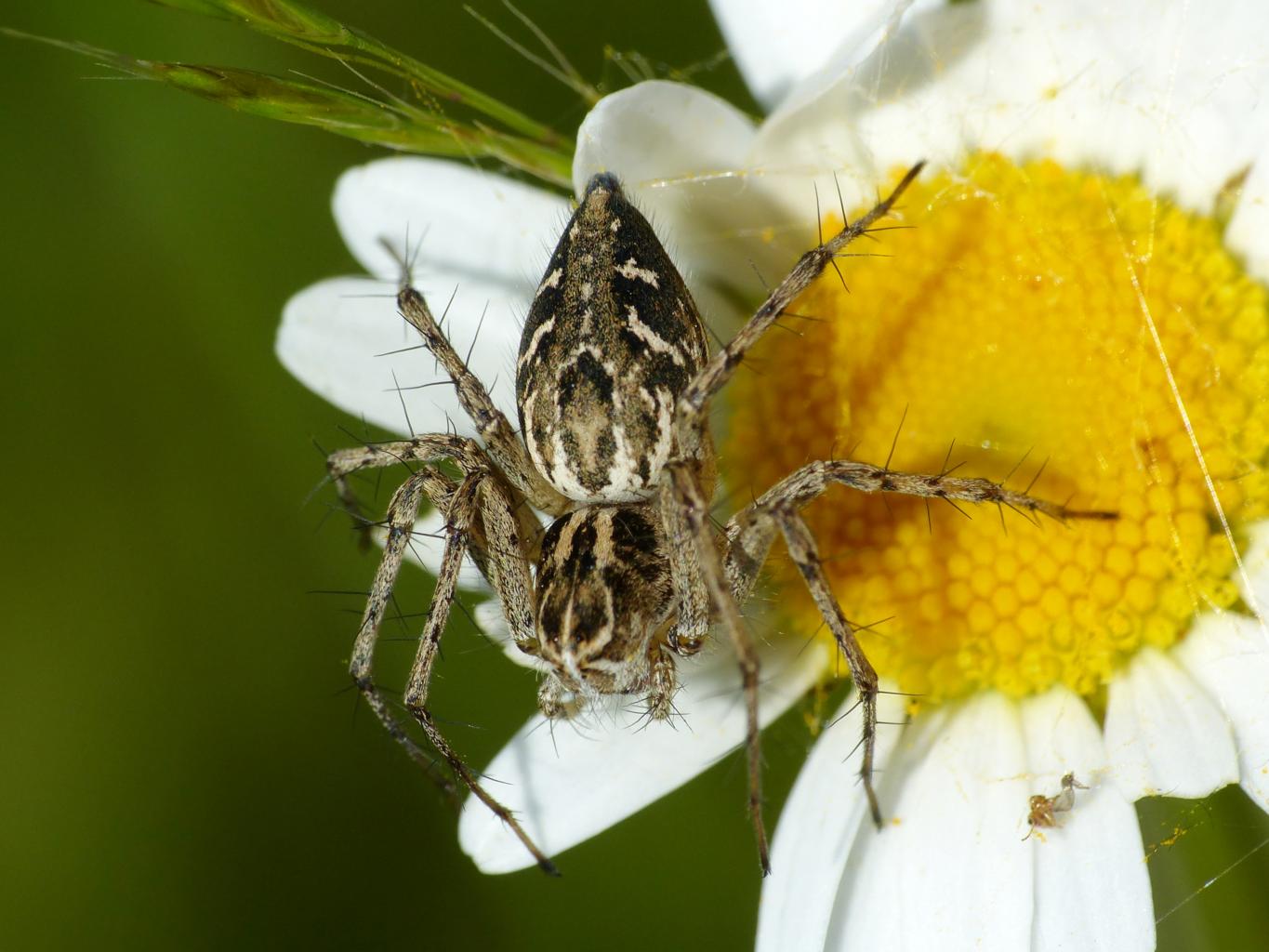 Oxyopes heterophthalmus - Sasso Marconi (BO)